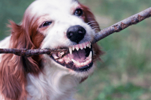 Dog biting stick