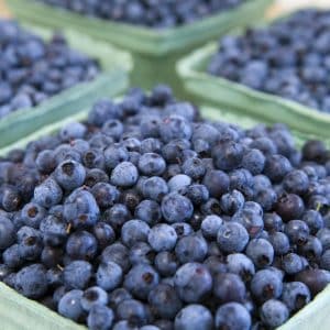 Maine Blueberry Facts