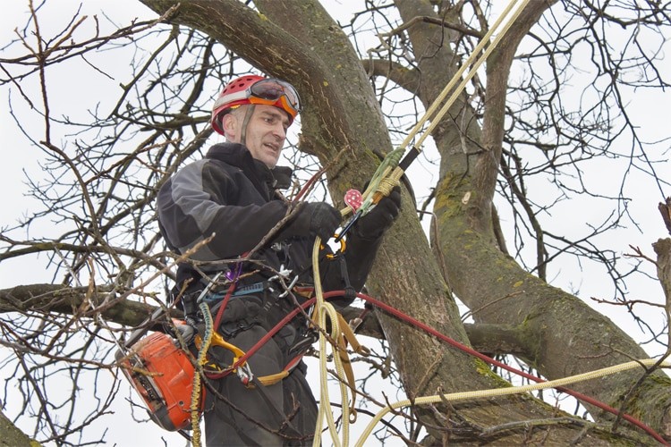 Arborist