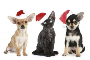 Annual Facebook Christmas Pet Photo Contest - F.A. Peabody Insurance