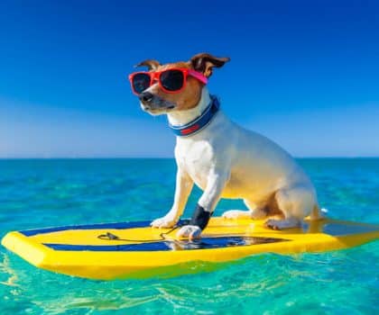 Dog on surfboard