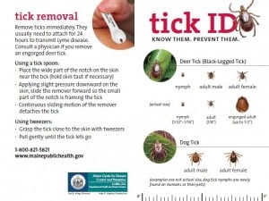 Tick Removal in Maine