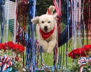 Patriotic Pet Photo Contest