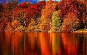 Fall reflection