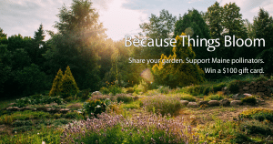 Maine garden at sunset for homeowner month and homeowners insurance
